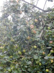 apples-at-helton-close-up